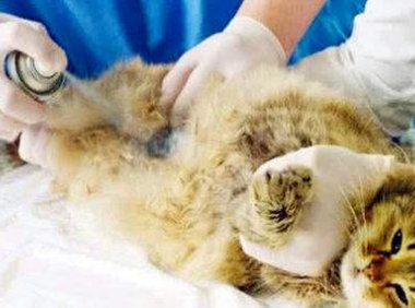 母猫绝育后多久能恢复,一周后又是你的小可爱