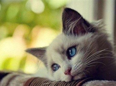 猫丢了怎么找回来?别慌试试这样