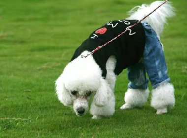 贵宾犬怎么训练站着走路？掌握好这几个要点