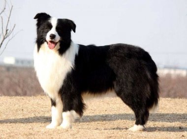 边境牧羊犬如何训练,看你如何与它斗智斗勇