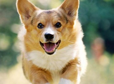 如何训练柯基犬?要有一套行之有效的举措