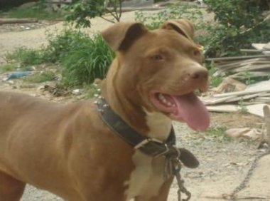 成年比特犬多重?浑身的力量感