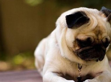 养巴哥犬对人的好处，不乏乐趣多多