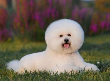 狗能不能吃菠萝?不仅仅是酸那么简单