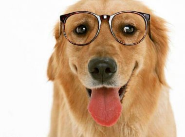 金毛幼犬喂什么狗粮?自然是专用的较好