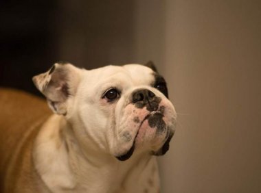 斗牛犬为什么叫斗牛犬?这些原因成就了它们