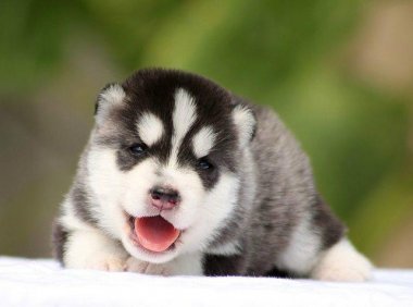 狗狗为什么要断尾？这里面自然是有道理的