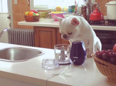 活泼的狗狗突然没精神，铲屎君注意这几点