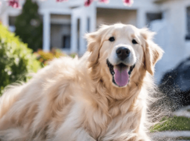 金毛掉毛严重吗