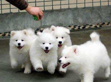 小萨摩耶怎么训练？打一巴掌给个糖