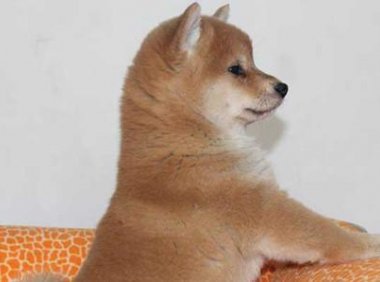 柴犬掉毛厉害吗?是狗都掉毛