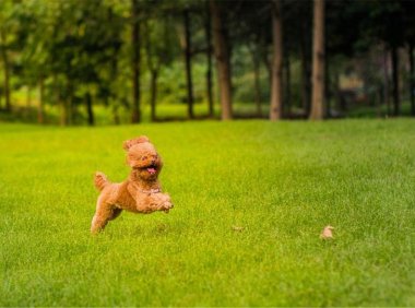 贵宾犬能吃红薯吗?能吃但要控制好量