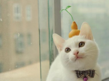 猫咪能喝酸奶吗？适当的喝点事极好的