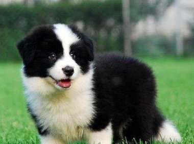 蝴蝶犬和边牧的区别，肉眼可见的区别太明显