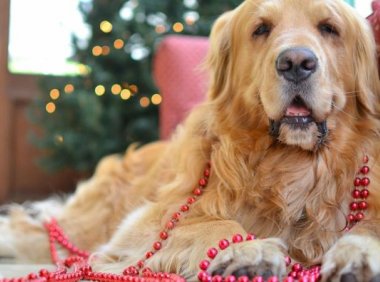 金毛犬的缺点有哪些?其实这是共性