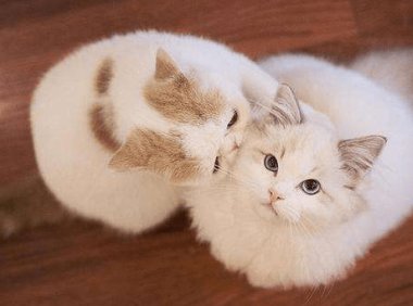 猫藓会传染给人吗?只能说有一定的概率