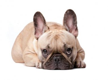 法国斗牛犬什么颜色好?你喜欢的都好