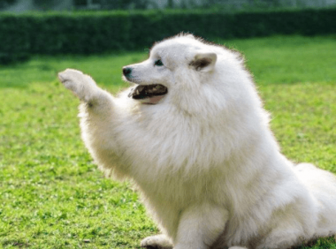 大白熊犬和萨摩耶区别,别看都是一身白