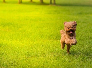 泰迪犬吃什么食物好?下面这些都是可以的