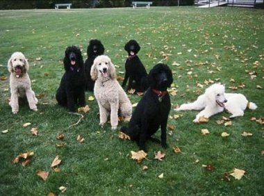 三个的贵宾犬能训练了吗？还是要看实用的方法