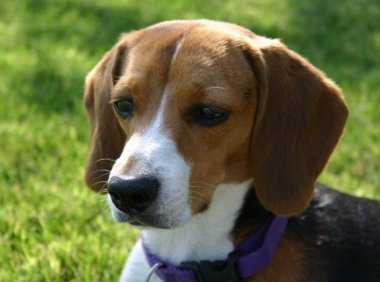 比格犬能长多大?一个标准的“小子”