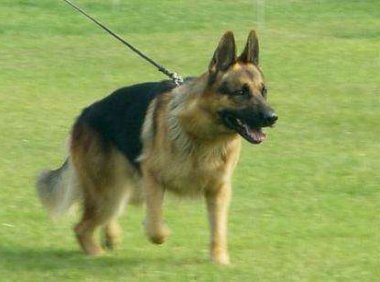 德国牧羊犬怎么训练,专业训狗师都是这样训练的