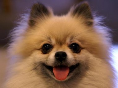 博美老是急促呼吸,考虑是不是这些问题