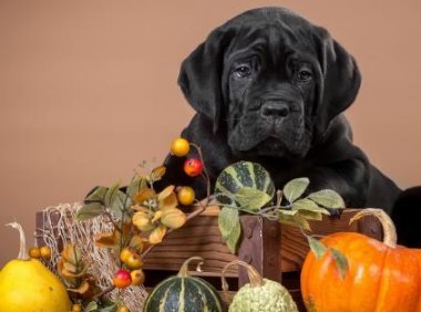 卡斯罗如何训练?严厉点才好