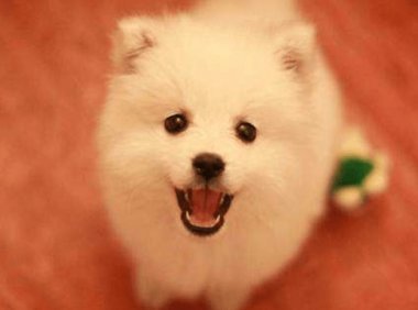 博美犬和银狐犬的区别,其实差别挺大的