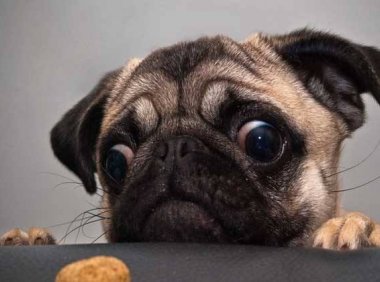 巴哥犬可以吃米饭吗,犬不是铁饭也不是钢