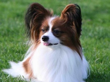 蝴蝶犬耳朵立不起来,健康问题不容忽视