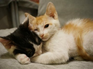 猫能喝酸奶吗?很多人都做错了!