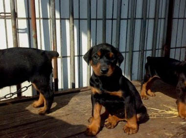 杜宾犬吃什么?不仅仅是狗粮那么简单