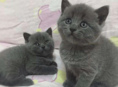 英短蓝猫的优缺点,这就是所谓的爱屋及乌