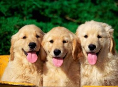 狗狗得细小能自愈吗？建议最好看医生