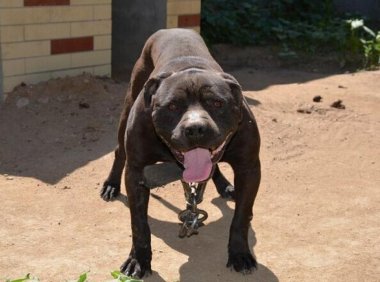 什么狗能打过比特犬？别太天真了