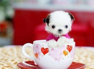 茶杯犬能活多少年？这样做或许能活久点