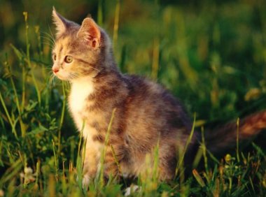 猫掉毛严重怎么办?这几个措施要做好