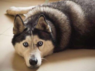 哈士奇该怎么训练，这七招必须了解