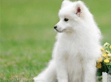 银狐犬喜欢吃什么?喜欢的东西可多了