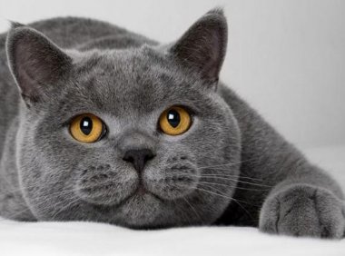 猫咪为什么要绝育?于人于己都是有利的