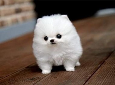 狗狗狂犬病的症状，出现这些情况请注意