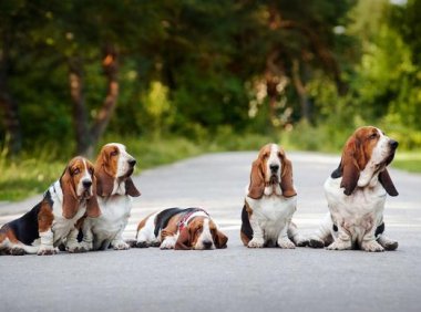 巴吉度犬幼崽多少钱?都是看品相的