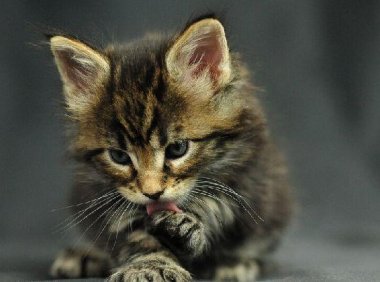 猫一直发出咕噜咕噜的声音,可能是这些原因