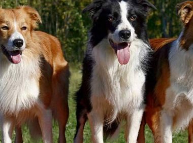 金毛和边境牧羊犬哪个好养,摆在一起来比较一下