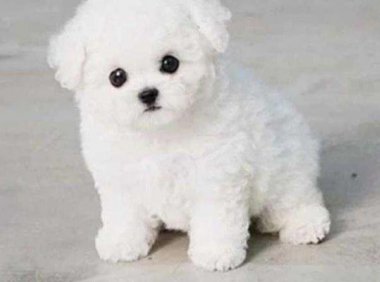 比熊犬和贵宾犬哪个听话?从这些方面可以看出