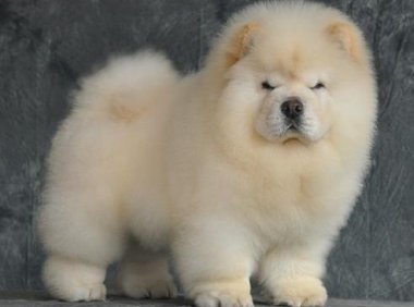 松狮犬能长多大，真相竟然是这样的