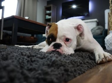 狗吃了鸡骨头怎么补救？这些或许对你有益