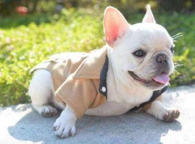 法斗犬好养吗？别看体型不大，古灵精怪的很