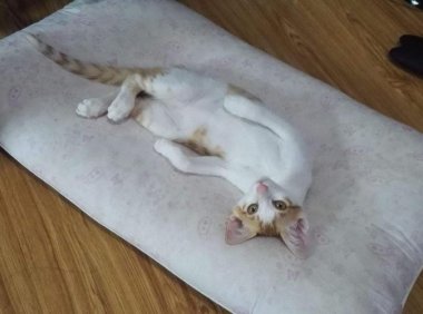 猫腿瘸了自己能恢复吗？这些都是常识